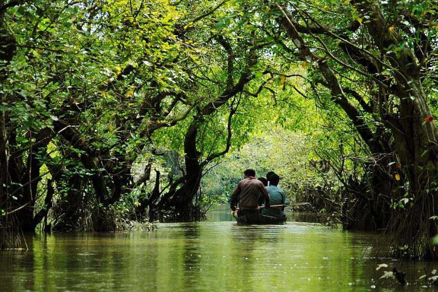 Ratargul_Swamp_Forest,_Sylhet.